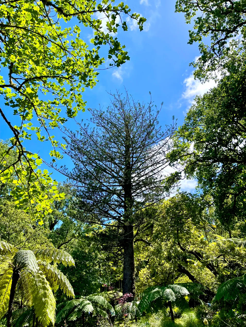 travels.places.azores.terra-nostra-garden